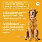 Простуда у собак