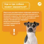 Простуда у собак