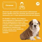 Простуда у собак