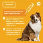 Простуда у собак