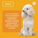 Простуда у собак