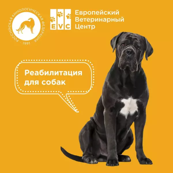 Реабилитация для собак