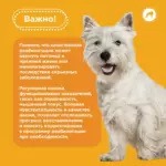 Реабилитация для собак