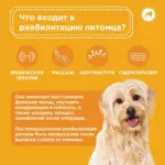 Реабилитация для собак