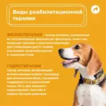 Реабилитация для собак