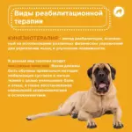 Реабилитация для собак