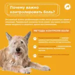 Реабилитация для собак