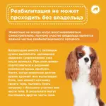 Реабилитация для собак