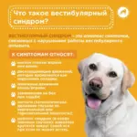 Вестибулярный синдром у собак