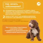 Вестибулярный синдром у собак