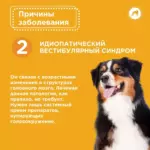 Вестибулярный синдром у собак
