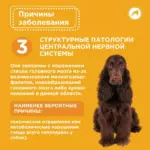 Вестибулярный синдром у собак