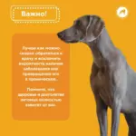Вестибулярный синдром у собак