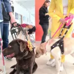 Международный день собаки-проводника
