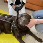 Международный день собаки-проводника