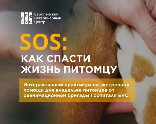 Первый семинар «SOS: как спасти жизнь питомцу»