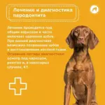 Все, что важно знать о парадонтите