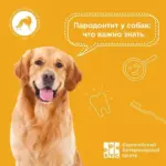 Все, что важно знать о парадонтите
