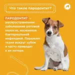 Все, что важно знать о парадонтите