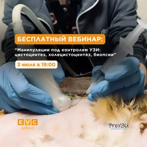 Манипуляции под контролем УЗИ: цистоцентез, холецистоцентез, биопсии